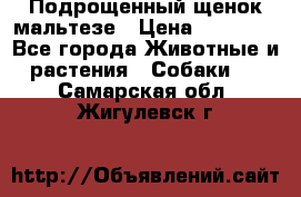 Подрощенный щенок мальтезе › Цена ­ 15 000 - Все города Животные и растения » Собаки   . Самарская обл.,Жигулевск г.